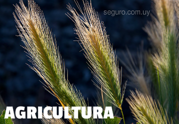 Seguros para el Agro